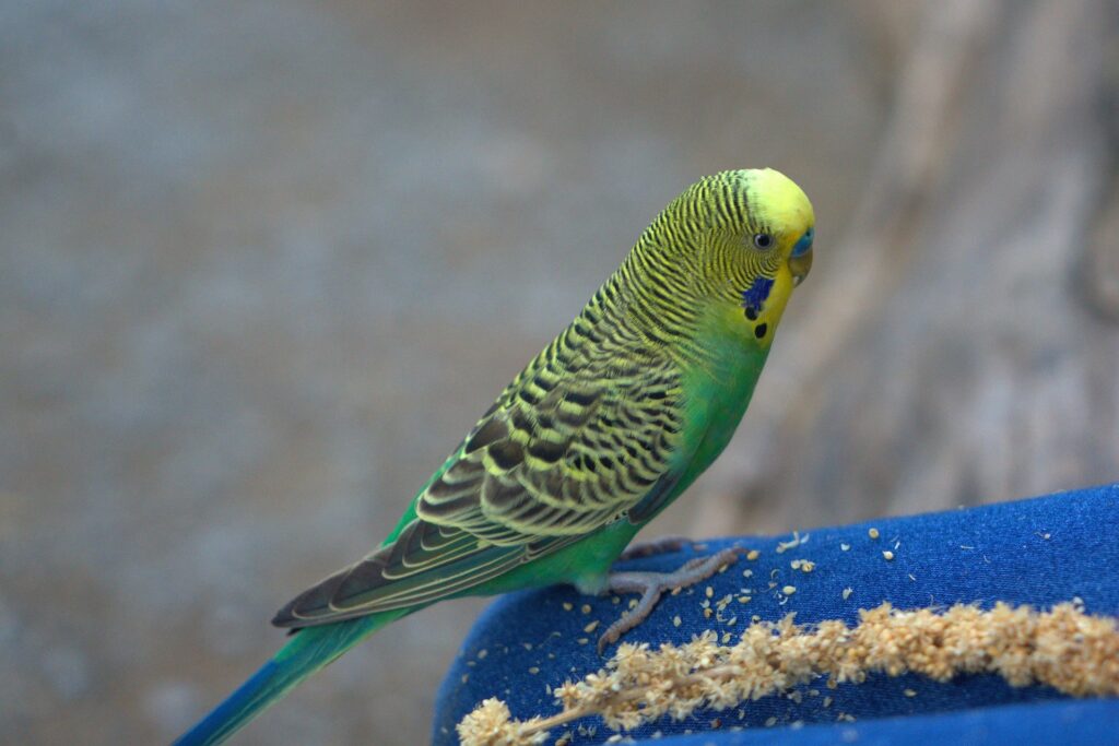 Green budgie