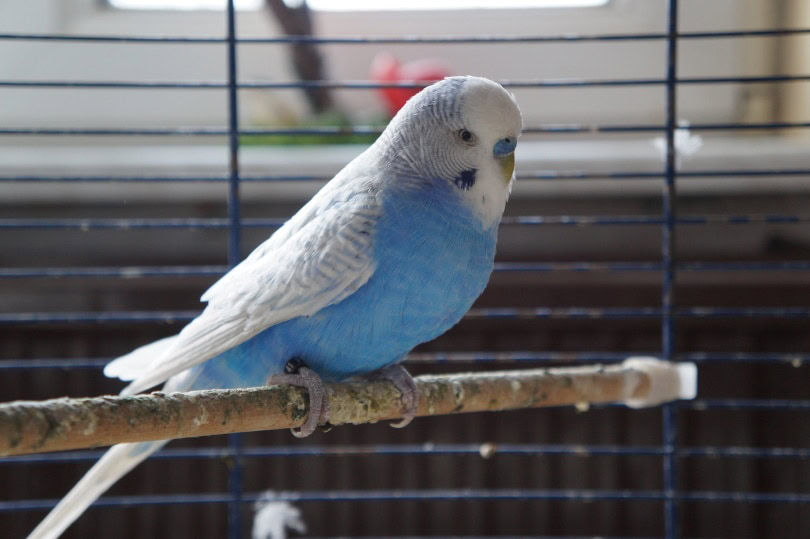 budgie inside cage