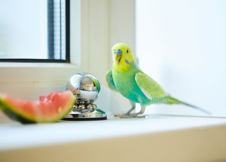 budgie-parakeet-watermelon