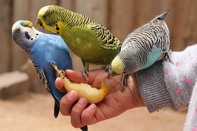 budgies eating apple