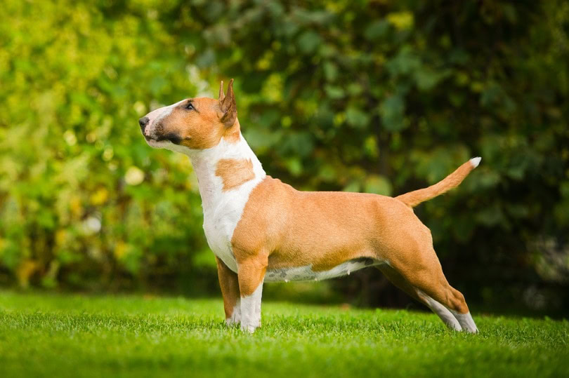 bull-terrier_Alexandra-Morrison-Photo_shutterstok