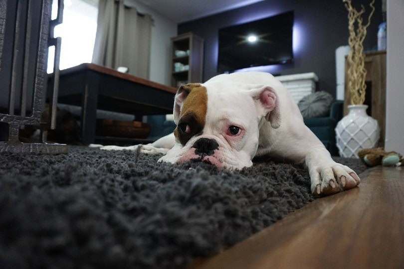 bulldog lying on the carp_heathergunn, Pixabaye