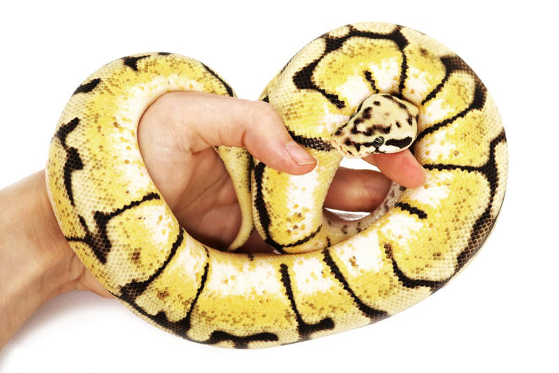 bumblebee ball python in mans hand