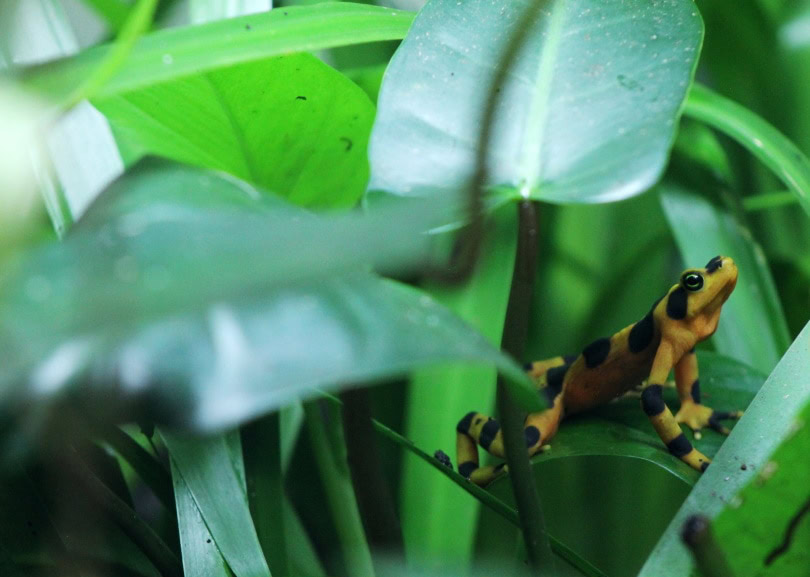 bumblebee poison dart frog_Piqsels