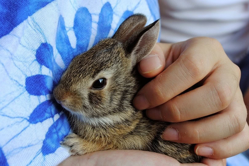 bunny-pixabay