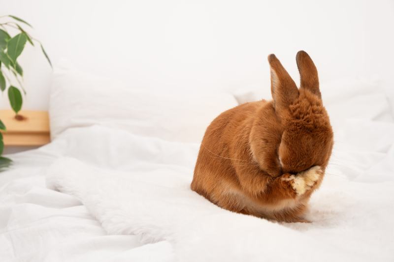 bunny rabbit closing face,eyes with paws, shy pet grooming,crying or shamed