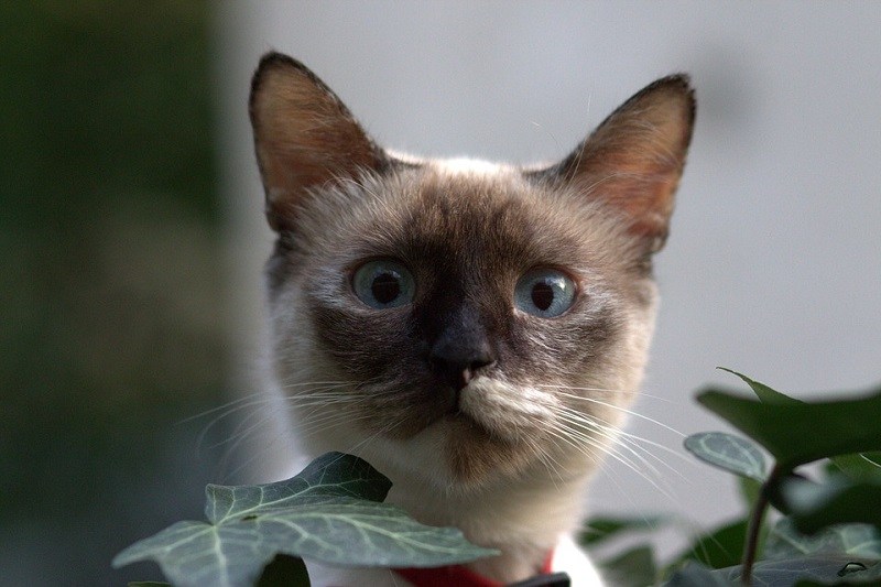 burmese peeking