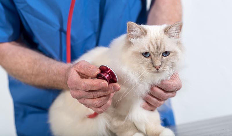 burmese cat in vet