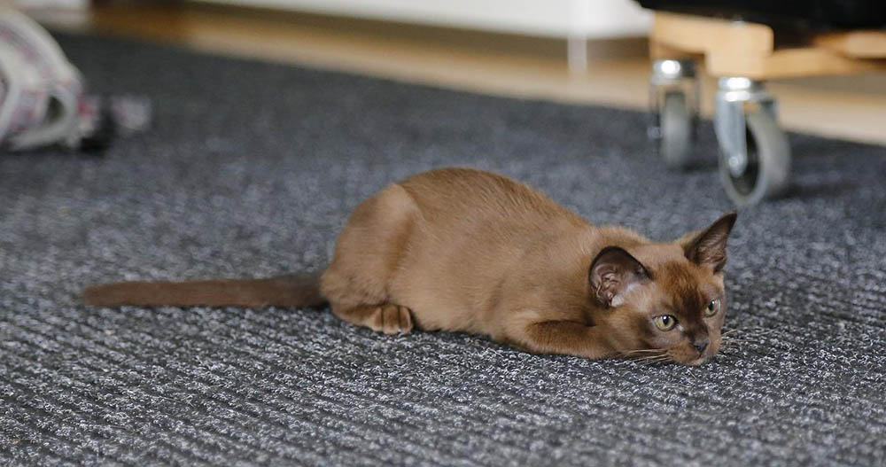 burmese kitten looking sick lying on the carpet