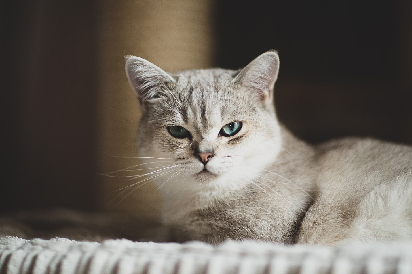 burmilla cat