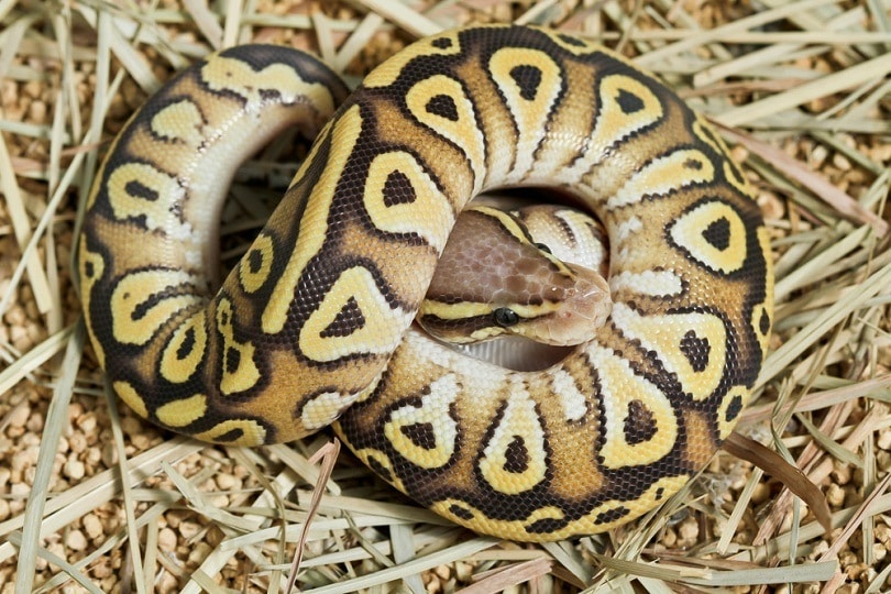 butter ball python_bluedog studio_shutterstock