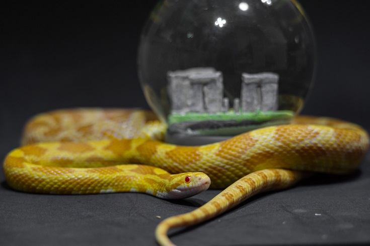 butter corn snake