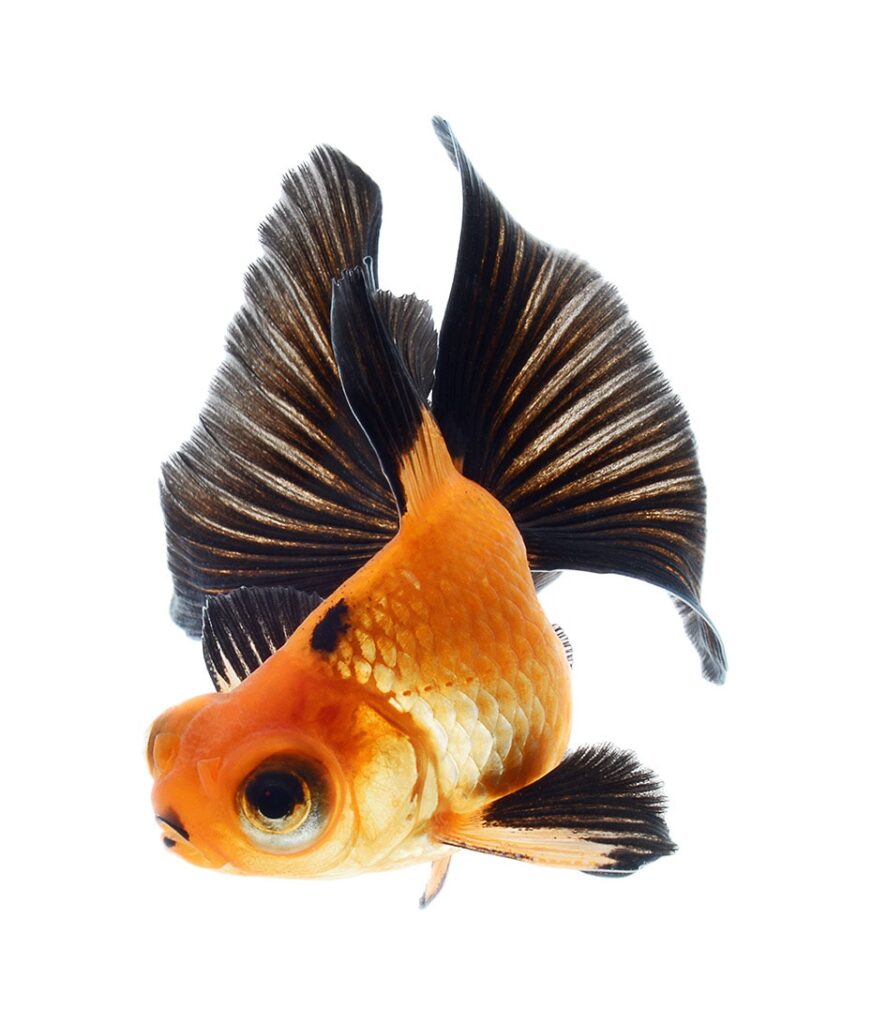 Divider_Fishes 2