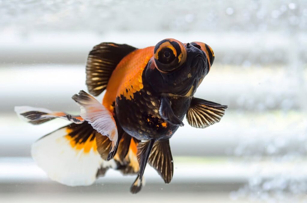 Butterly Moor Telescope Goldfish