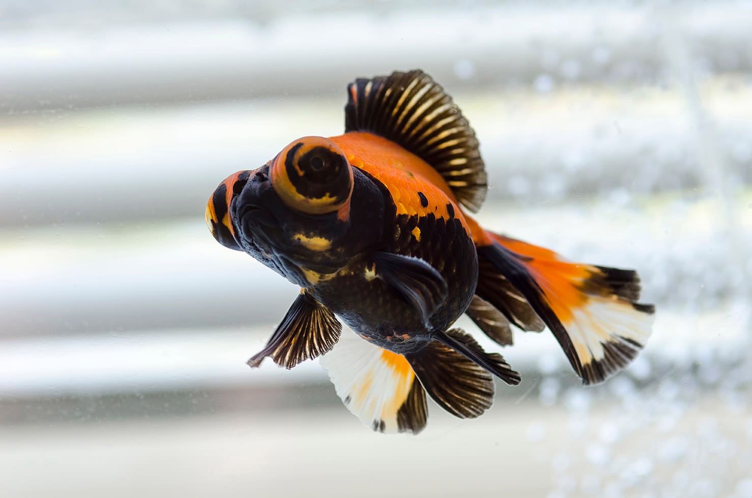 Butterly Telescope Fancy Goldfish