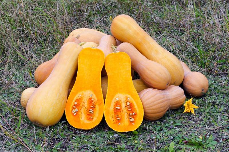 butternut squash outside on grass