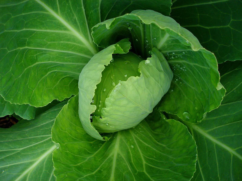cabbage