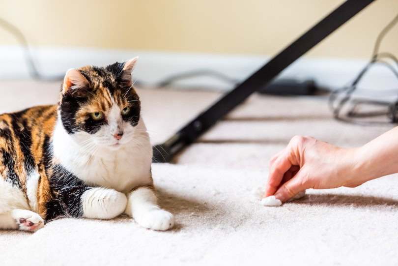 calico cat vomit at the carpet
