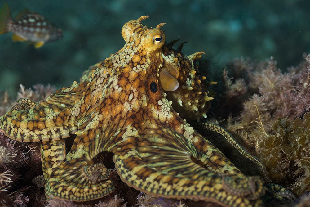 california Two Spot Octopus