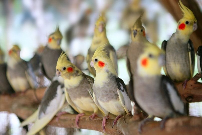 calopsitta Nymphicus hollandicus little parrot_lunamarina_shutterstock