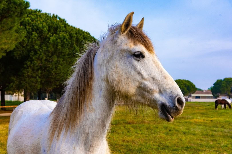 camargue 2