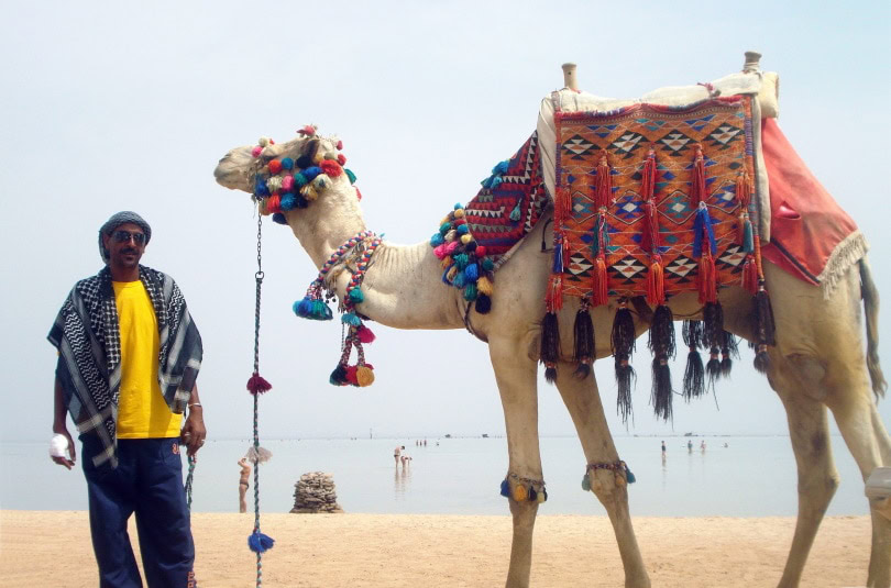 camel beauty contest_Piqsels