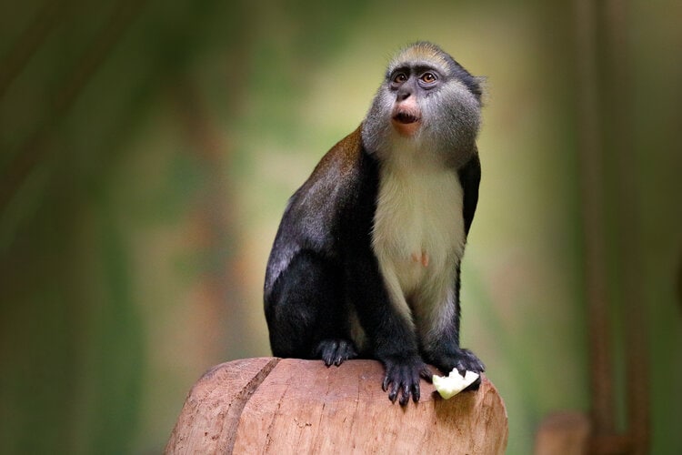 campbells-guenon-mona-monkey