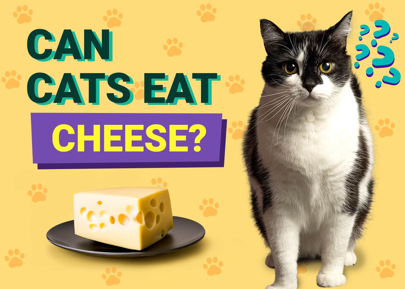 Can Cats Eat Cheese