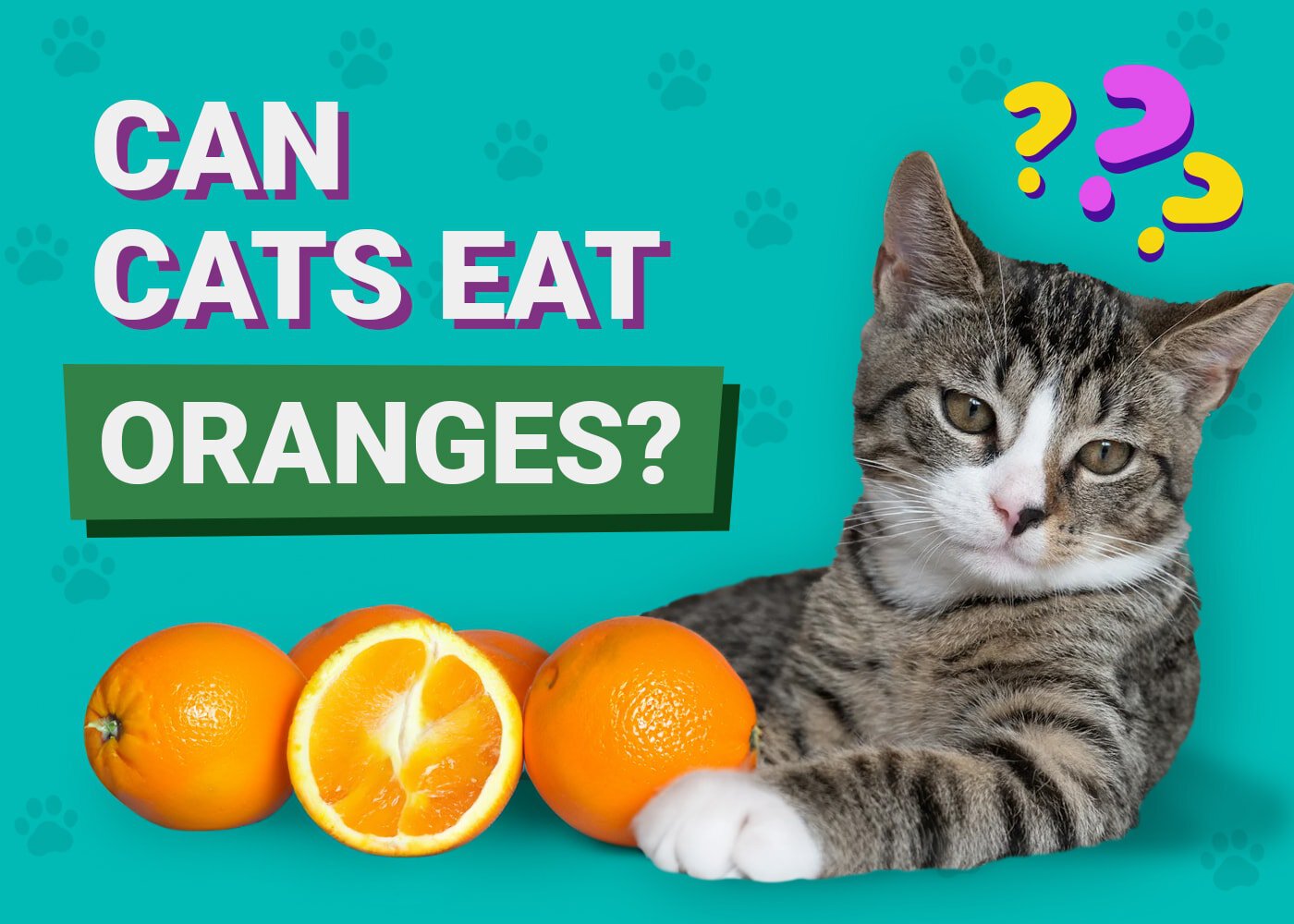 Can Cats Eat Oranges