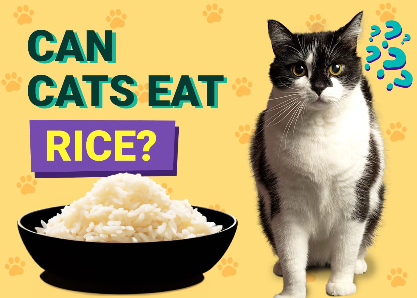 Can Cats Eat Rice