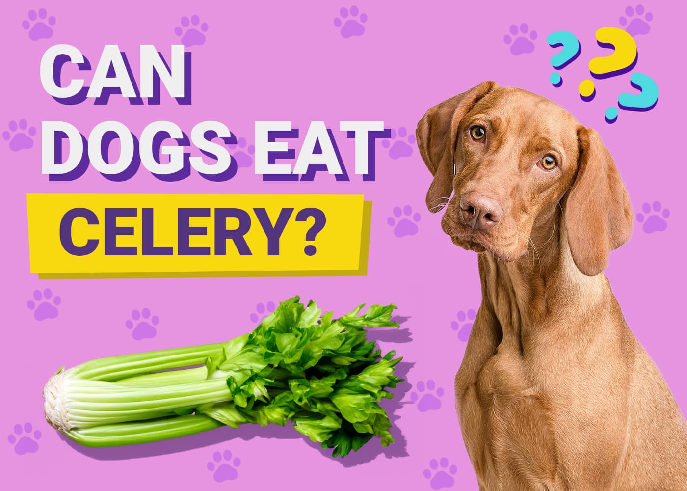 Can Dogs Eat Celery