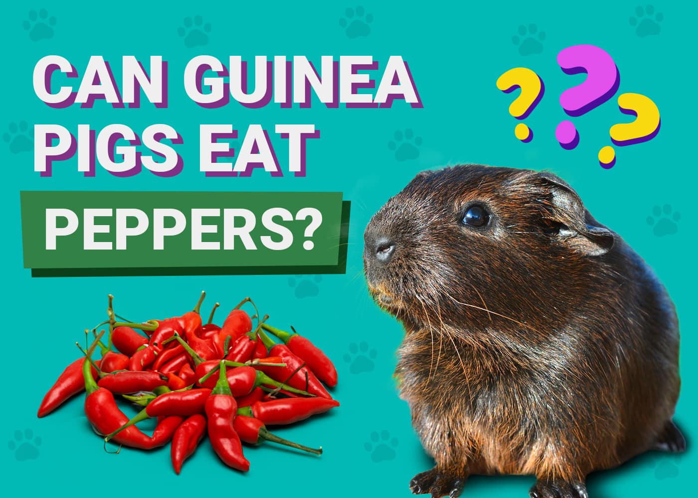 Can Guinea Pigs Eat Peppers
