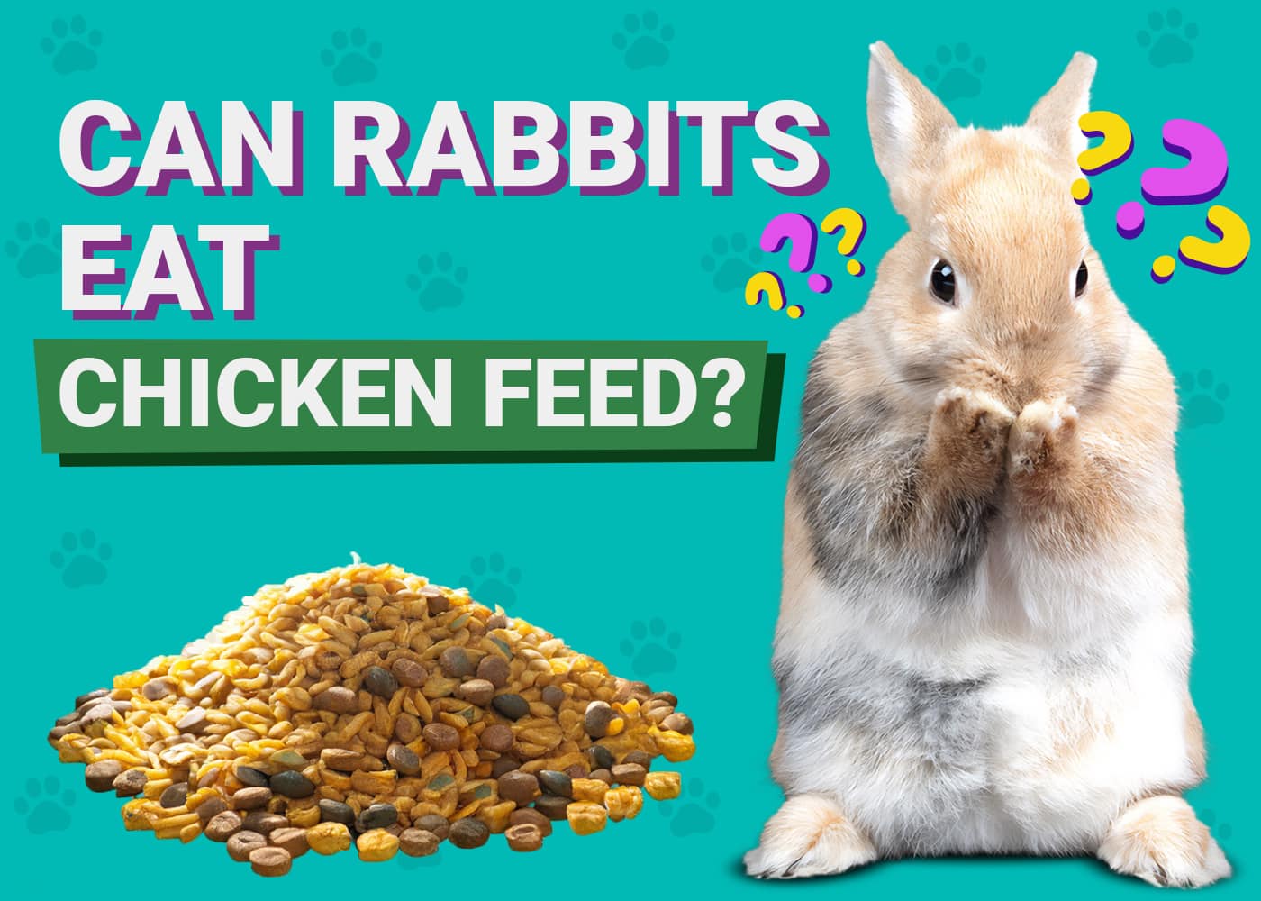 Can Rabbits Eat Chicken Feed