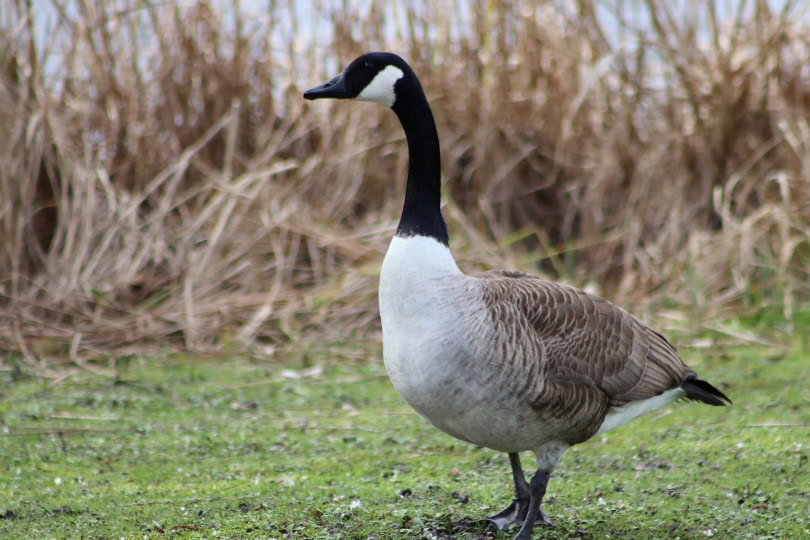 canada goose