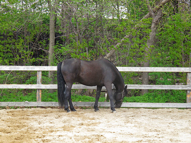 Canadian horse inside a paddock
