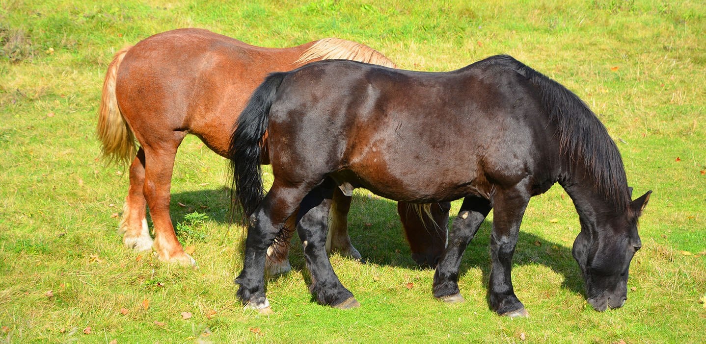 canadian horse