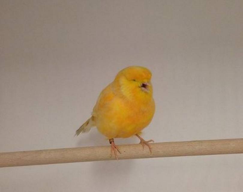 canary