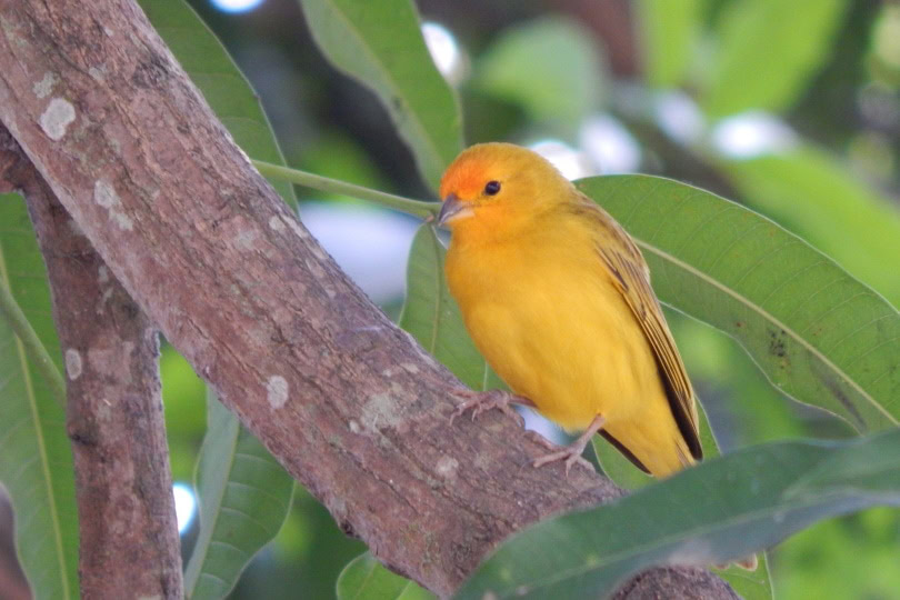 canary bird perching