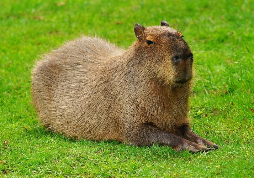 capybara
