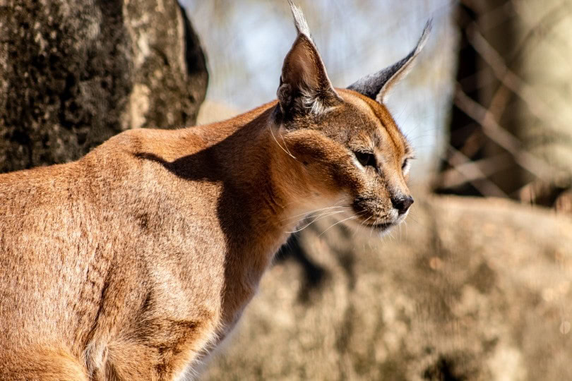 caracal animal_Piqsels
