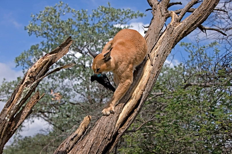 caracal eating_slowmotiongli_Shutterstock