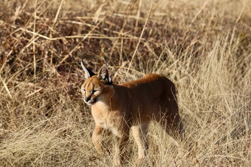 caracal in wild_Piqsels
