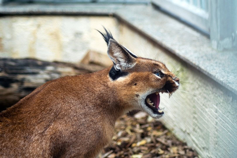 caracal teeth_Gitti Lohr_Pixabay