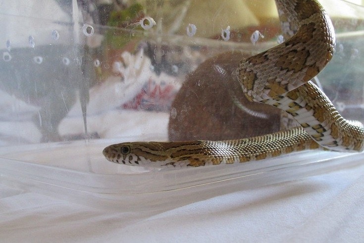 caramel corn snake