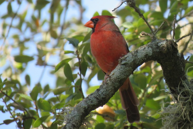 cardinal on tree_Piqsels