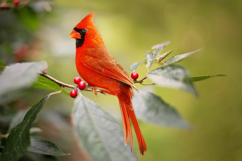 cardinal_Wellington_Pixabay