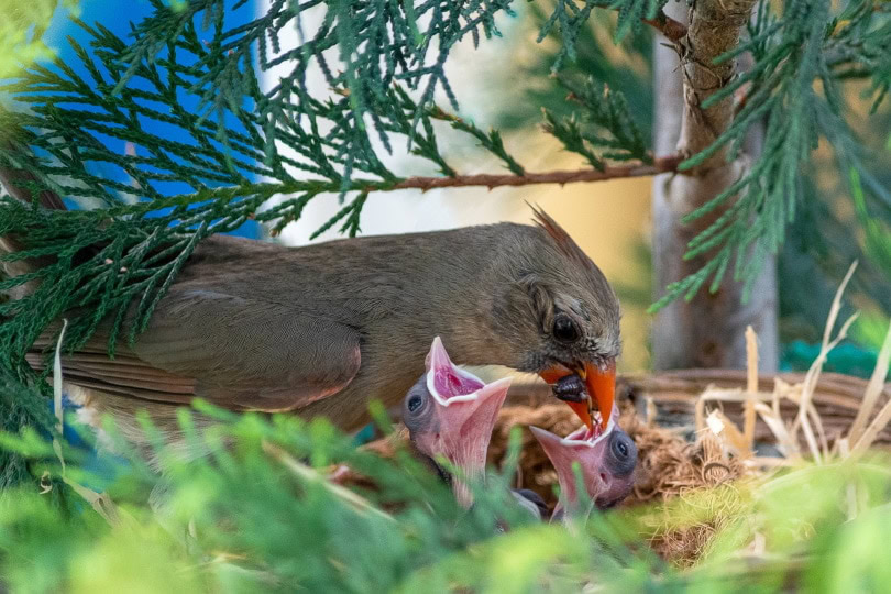 cardinals nest_Michaela Wenzler_Pixabay