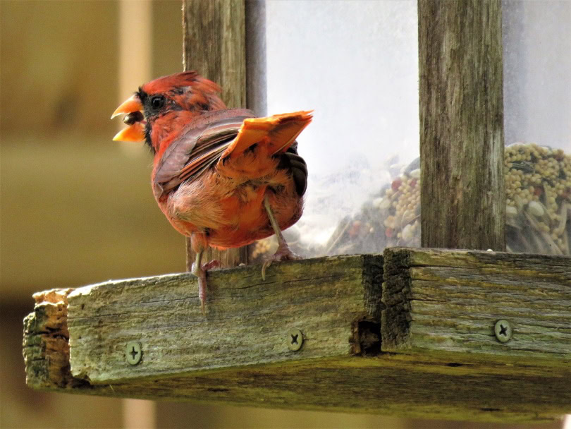 cardinals on bird feederer_Piqsels