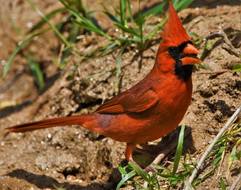 cardinals_Miles Moody_Pixabay