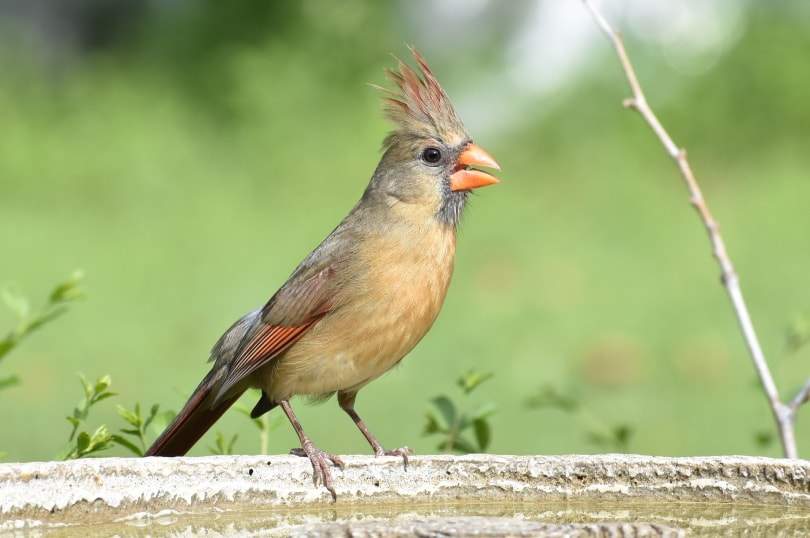 cardinals_Steve Wilkins_Pixabay